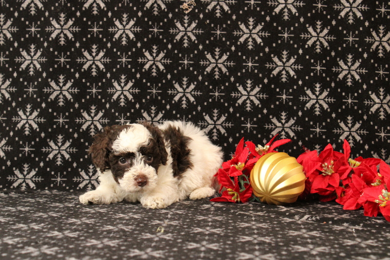 puppy, for, sale, Toy Poodle, Matthew B. Stoltzfus, dog, breeder, Gap, PA, dog-breeder, puppy-for-sale, forsale, nearby, find, puppyfind, locator, puppylocator, aca